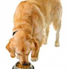 How to Compare Dry, Moist and Wet Dog Foods